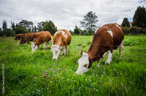 Vacas, ganado Ganaderia en las cercanías de Bogotá Colombia y en el departamento de Cundinamarca