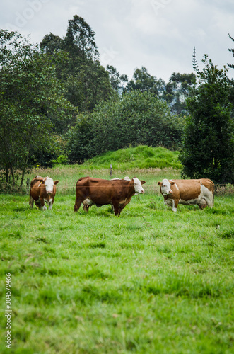 Vacas, ganado Ganaderia en las cercanías de Bogotá Colombia y en el departamento de Cundinamarca