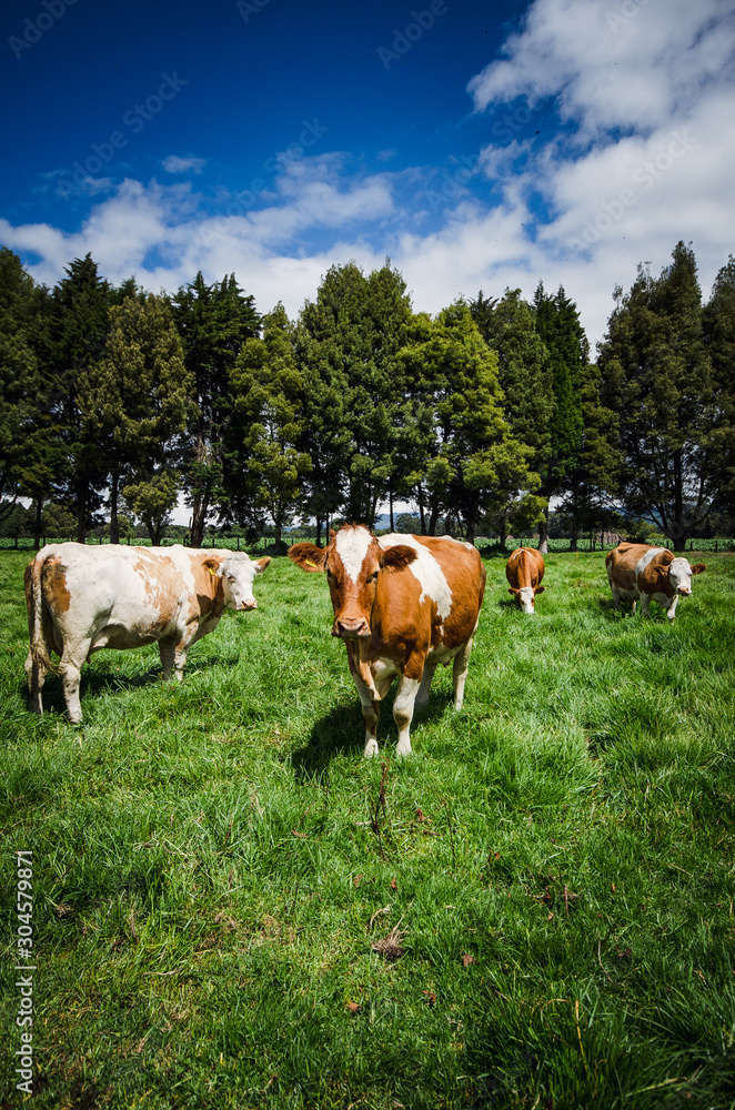 Vacas, ganado Ganaderia en las cercanías de Bogotá Colombia y en el departamento de Cundinamarca