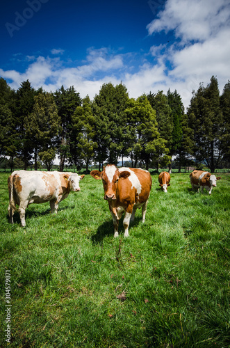 Vacas, ganado Ganaderia en las cercanías de Bogotá Colombia y en el departamento de Cundinamarca