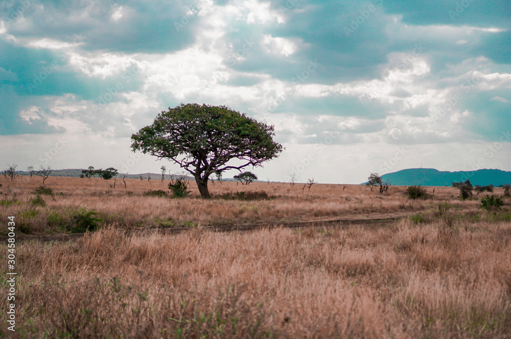 Golden meadows in the savanna fields, bright sky.trees in the middle of the field.With 1 tree in the meadow