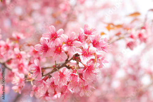 Wild Himalayan Cherry Blossoms in spring season, Prunus cerasoides, Pink Sakura Flower