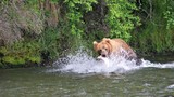 a brown bear fishing for salmon