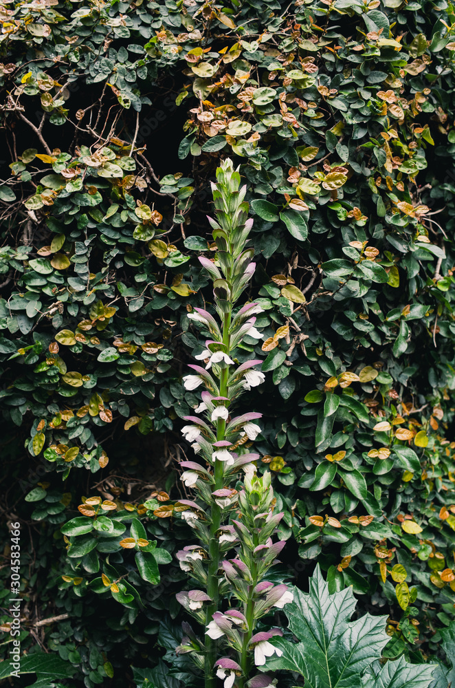 Fototapeta premium Green and orange leaves