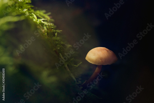 mushroom with diagonal moss in concentrated light with spance
