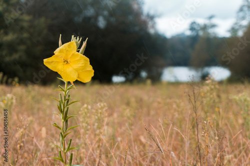 Bonita flor amarilla sola en mitad del campo con lluvia