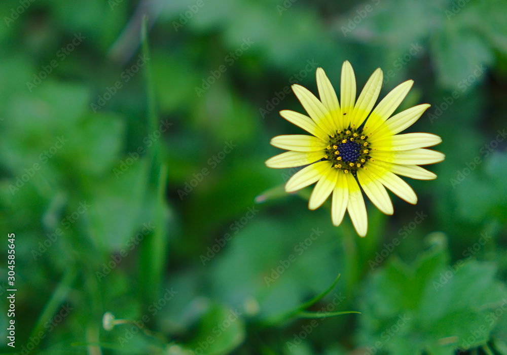 Small yellow flower with blurred green background Small yellow flower with blurred green background