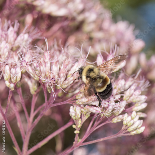 Bombus affinis, Rusty patched bumble bee