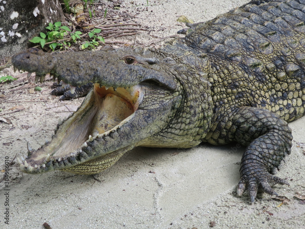 Obraz premium Crocodile