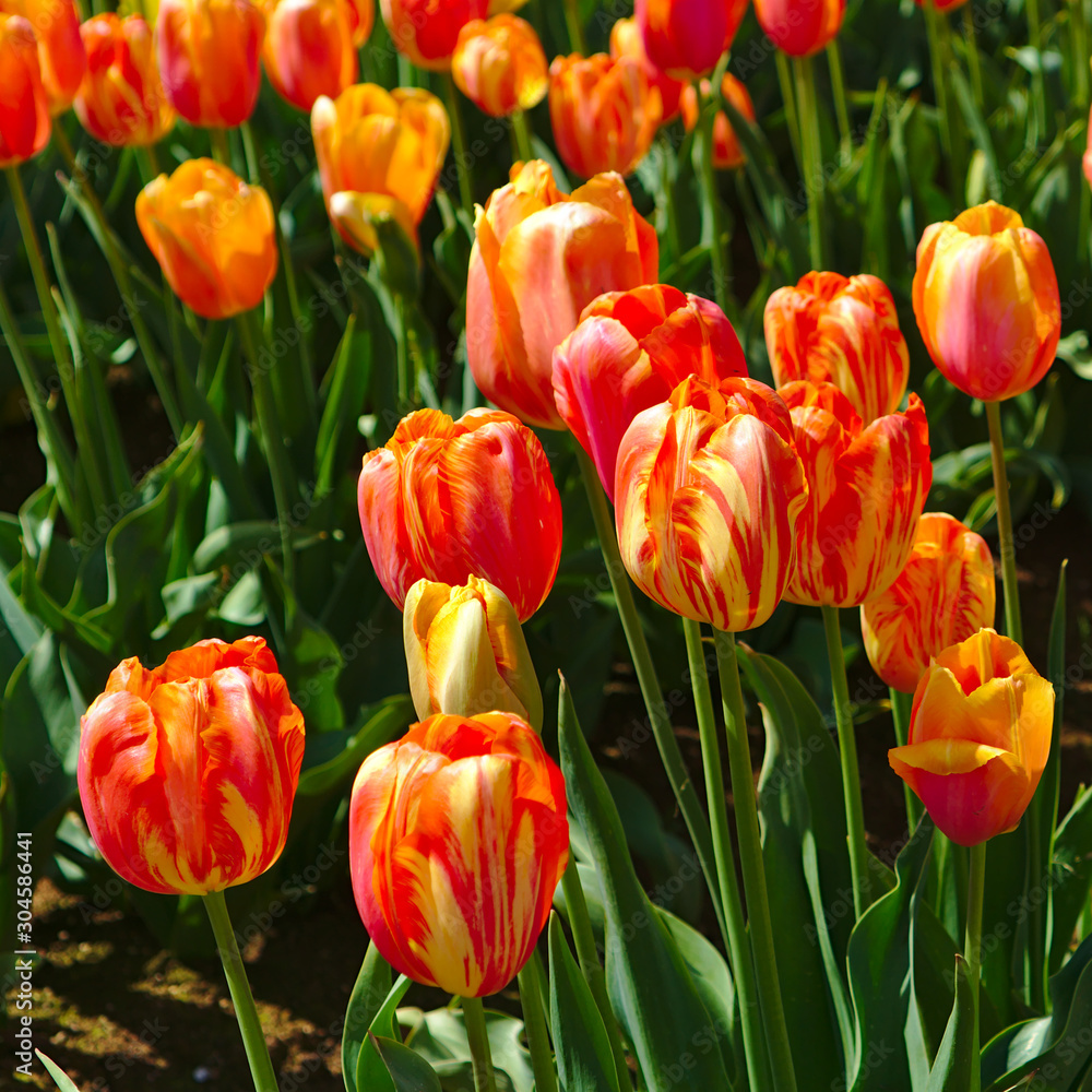 Obraz premium Orange tulips flowers in green field