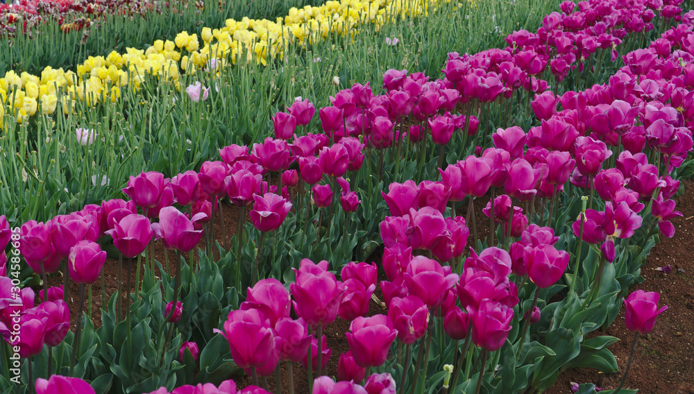 Pink tulips flowers in green field