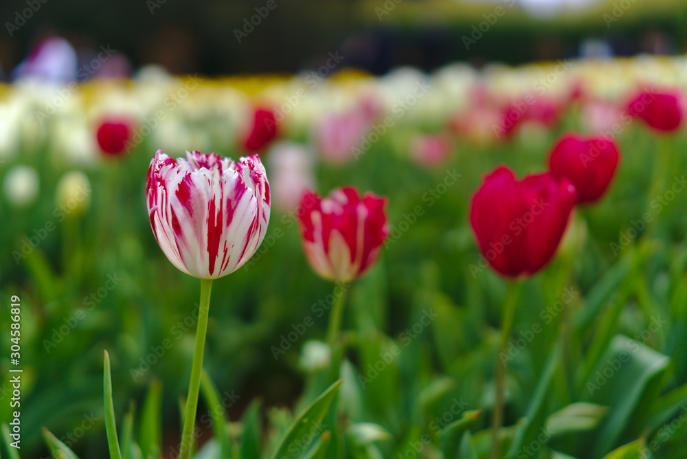 mixed color of pink and white tulip flowers