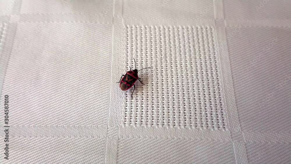 bug walking on the fabric slow motion footage.