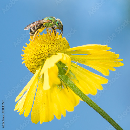 Agapostemon virescens, metallic green sweat bee