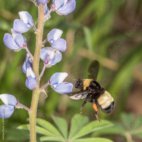 Bombus auricomus, black and gold bumble bee on wild lupine