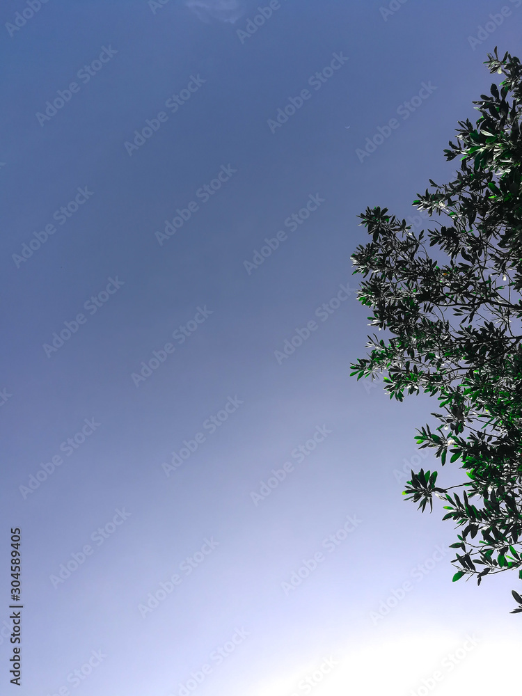 Obraz premium Sky and tree background