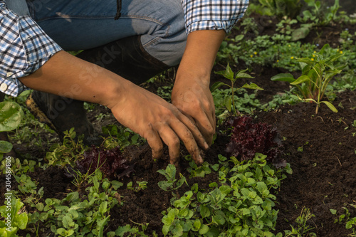 man hands cleaning the garden soil surrounded by green vegetables