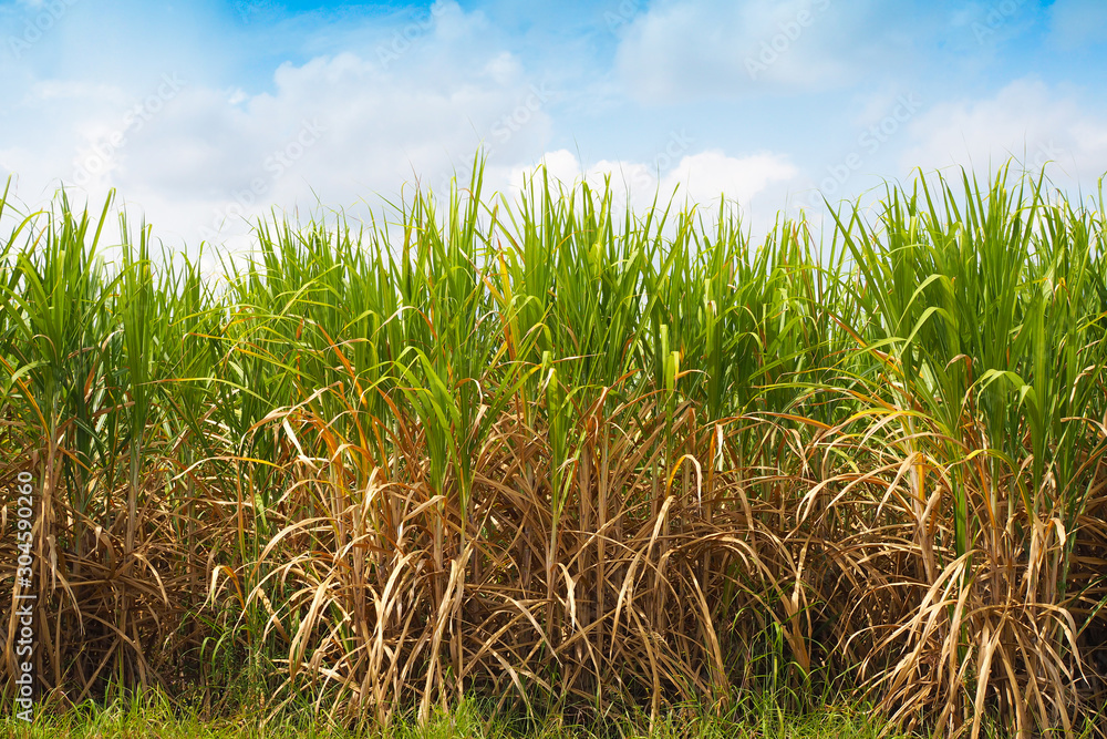Obraz premium Sugarcane production of sugar industry in farm