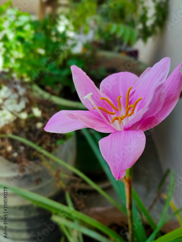 Lily Flower Pink Color
