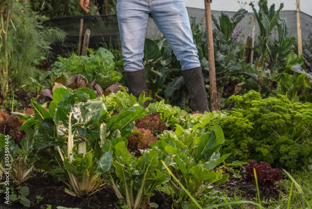 Fototapeta premium Close-up of a spinach plant in a orchard with man legs with back boots behind