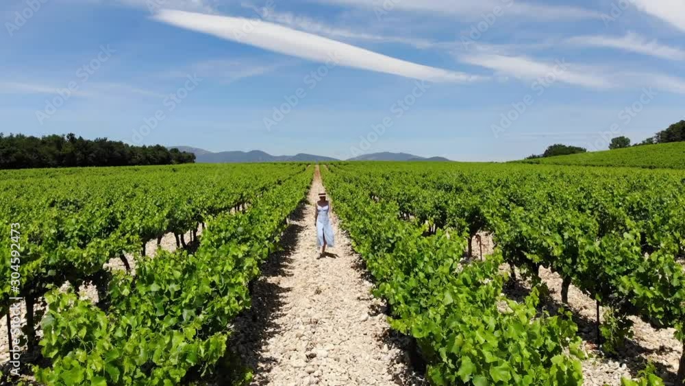Aerial view of woman in dress walk on large vineyard plantation under beautiful blue sky. Agri tourism tour of Tuscany. Female tourist enjoying travel visiting vineyard site. Wine production region Aerial view of woman in dress walk on large vineyard plantation under beautiful blue sky. Agri tourism tour of Tuscany. Female tourist enjoying travel visiting vineyard site. Wine production region