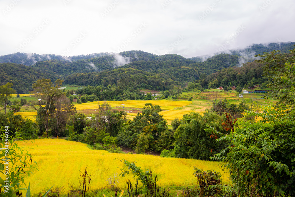 Landscape of rice terraces is yellow, ready to harvest at Mae Klang Luang, Doi Inthanon National Park Chiang Mai, Thailand