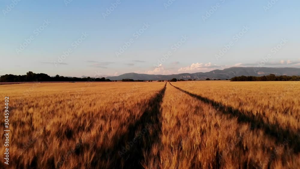 Aerial video of golden wheat growing on vast agricultural plantation in countryside during summer harvest season Aerial video of golden wheat growing on vast agricultural plantation in countryside during summer harvest season