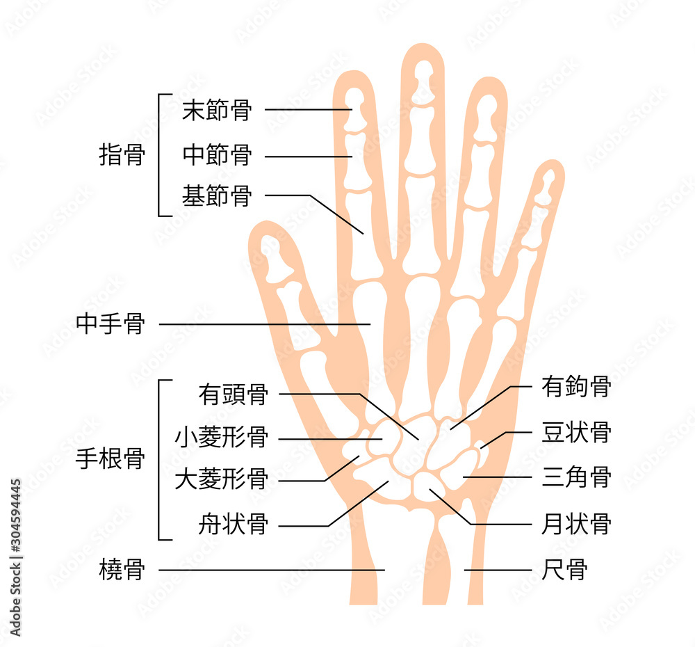 人体構造 Images Browse 53 Stock Photos Vectors And Video Adobe Stock