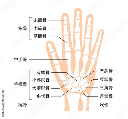 手の骨格・人体模型　イラスト / 日本語で骨名記載 photo