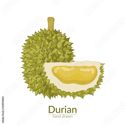 Durian whole and cut off. Vector hand drawn illustration