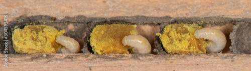 Osmia lignaria, blue orchard mason bee nest with larvae