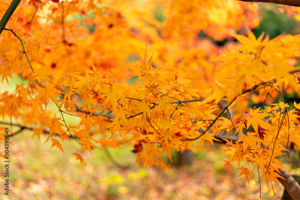 Autumn leaf colors of maple trees in Japan Autumn leaf colors of maple trees in Japan
