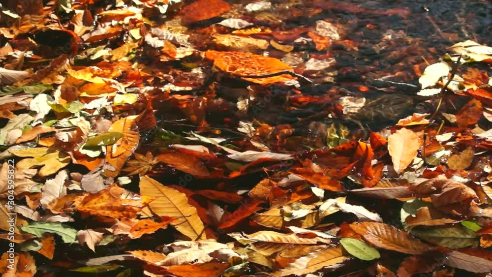 川の中の紅葉 川の中の紅葉