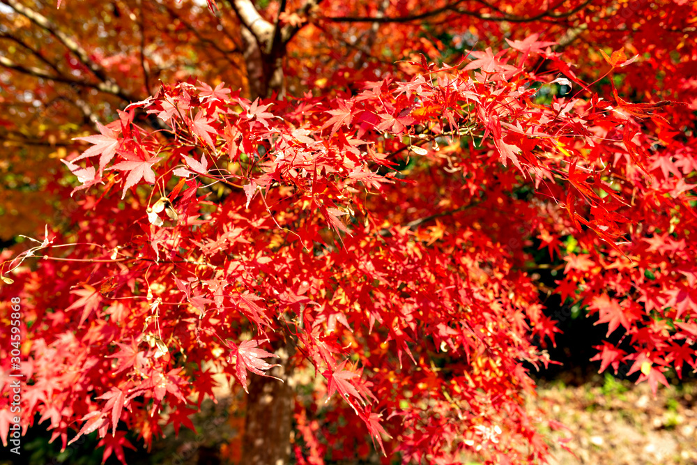 Autumn leaf colors of maple trees in Japan Autumn leaf colors of maple trees in Japan