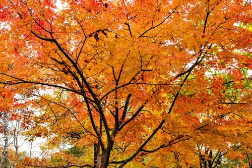 Autumn leaf colors of maple trees in Japan