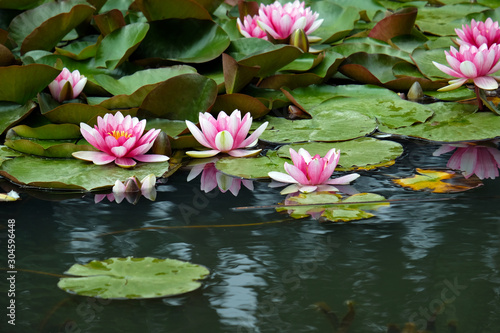 Blooming lotus 4