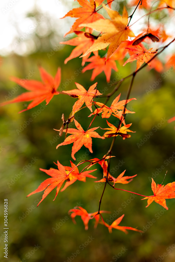 Autumn leaf colors of maple trees in Japan Autumn leaf colors of maple trees in Japan