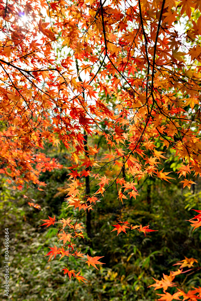 Autumn leaf colors of maple trees in Japan Autumn leaf colors of maple trees in Japan