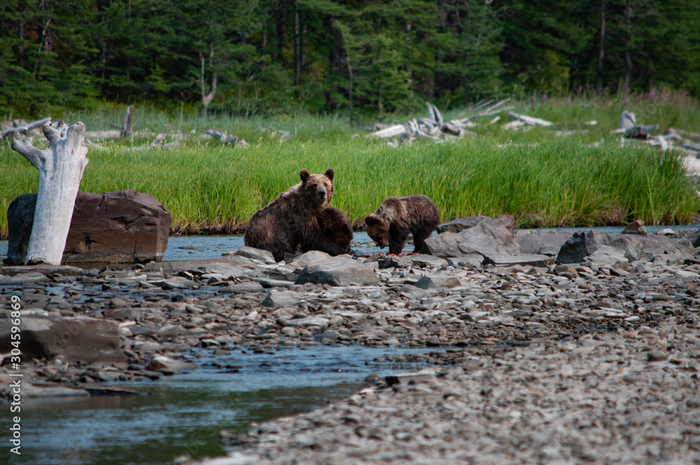 Fototapeta premium A bear with two cubs are eating prey on the river bank against the backdrop of a green meadow and taiga. Khabarovsk Region