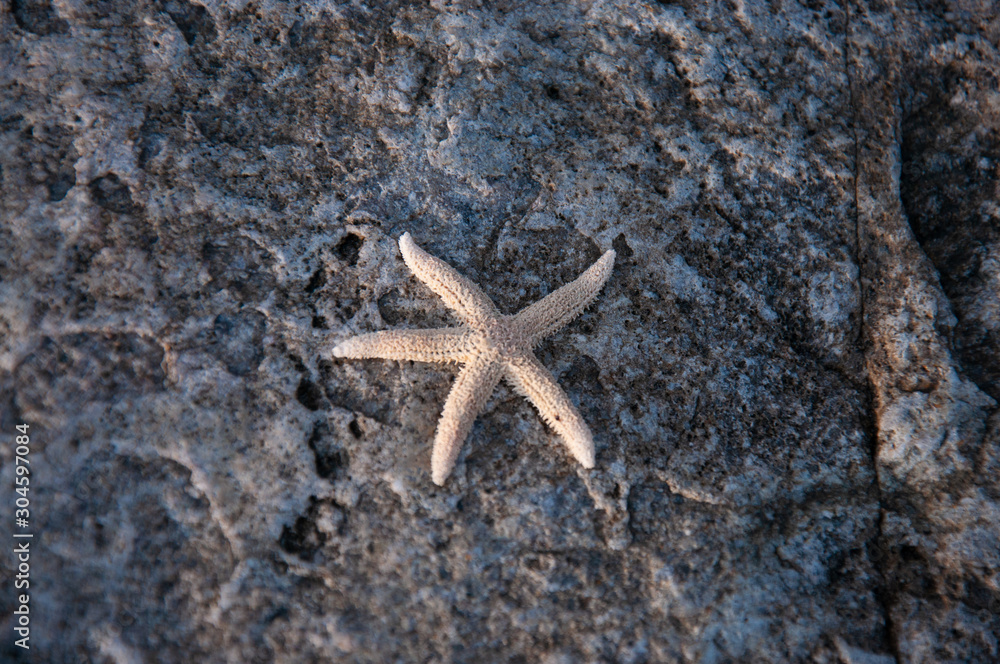 Starfish lies on a stone. Shantar Islands. Starfish lies on a stone. Shantar Islands.