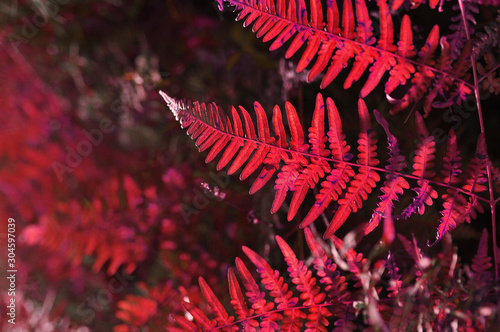 Cuadro en lienzo unusual plant of fantastic red color in backlight