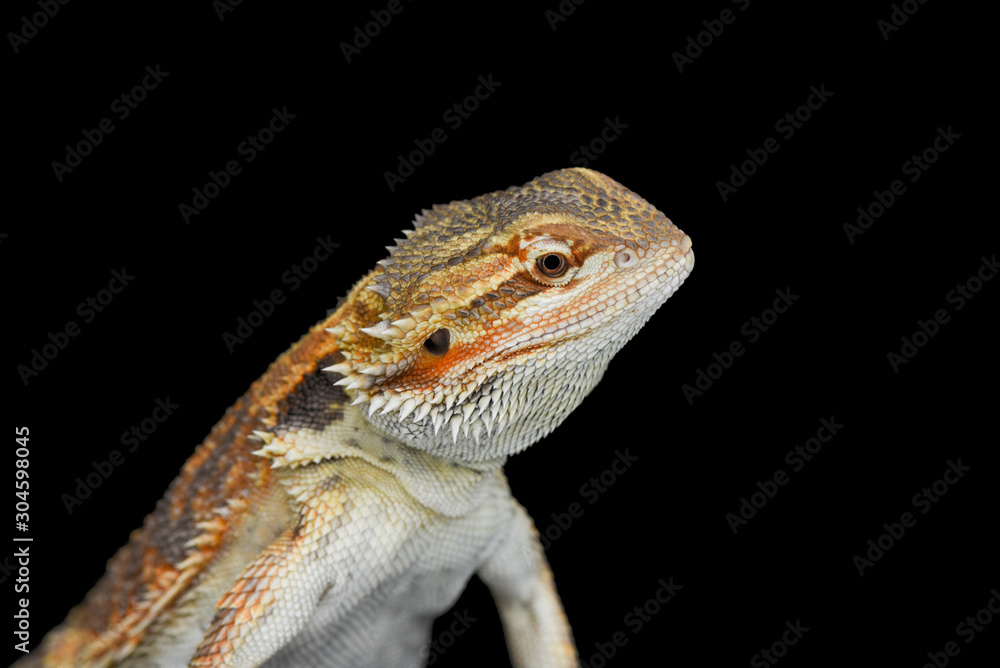 Obraz premium Bearded Dragon