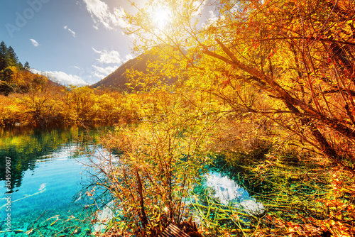Amazing pond with azure crystal clear water among autumn woods © efired