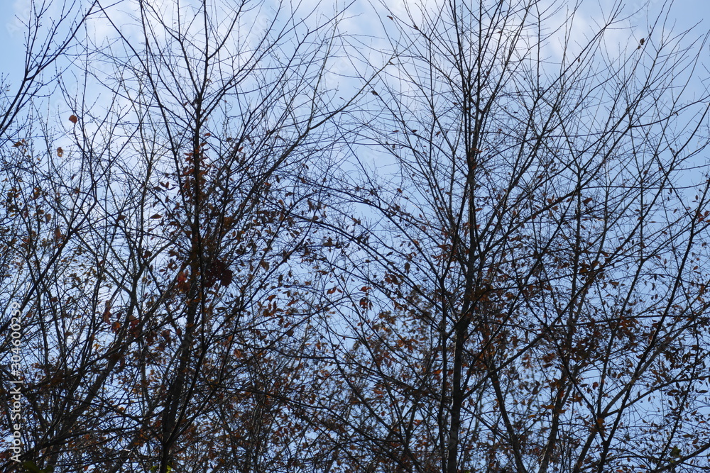 November ash trees November ash trees