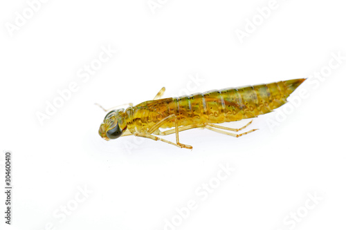 Dragonfly larvae isolated in the white