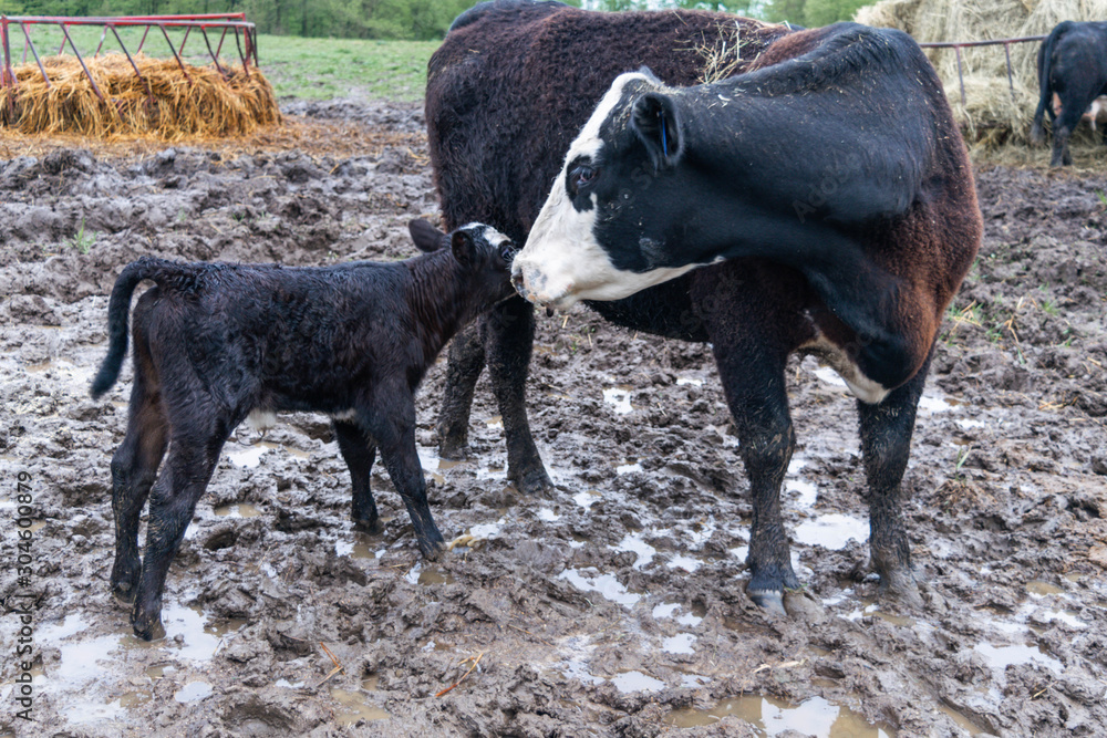 mom and baby cow calf on farm black and white mom and baby cow calf on farm black and white