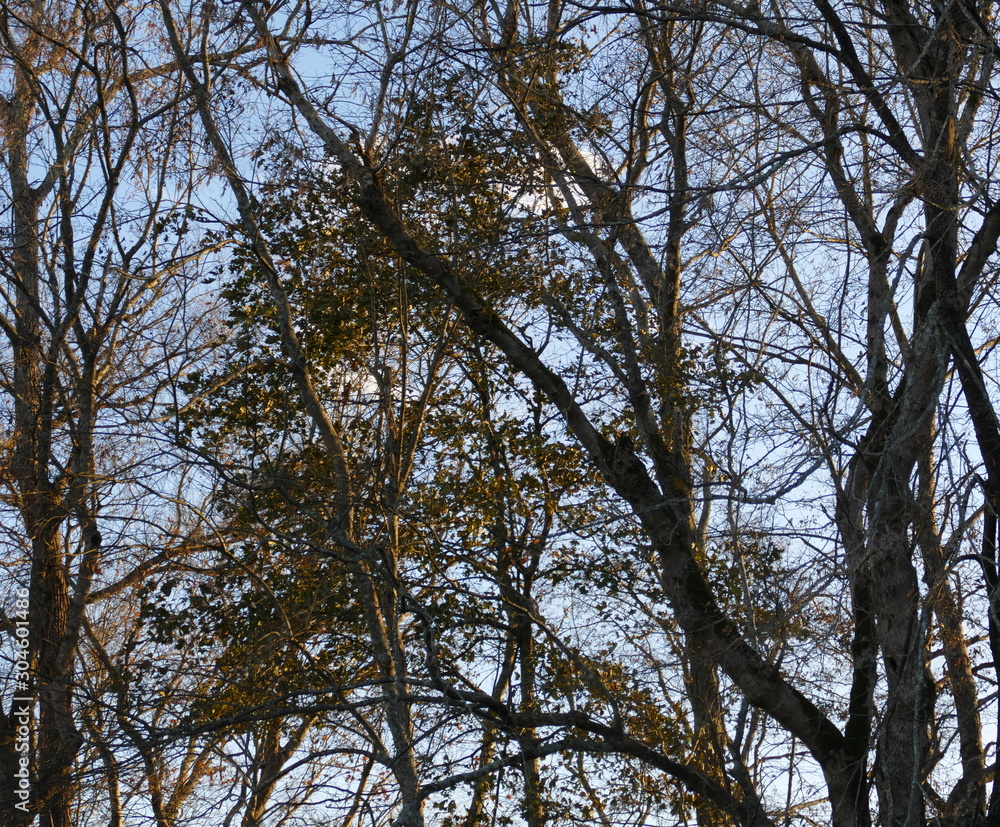 color of November color of November