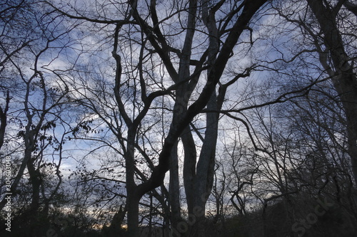 crooked trees at twilight