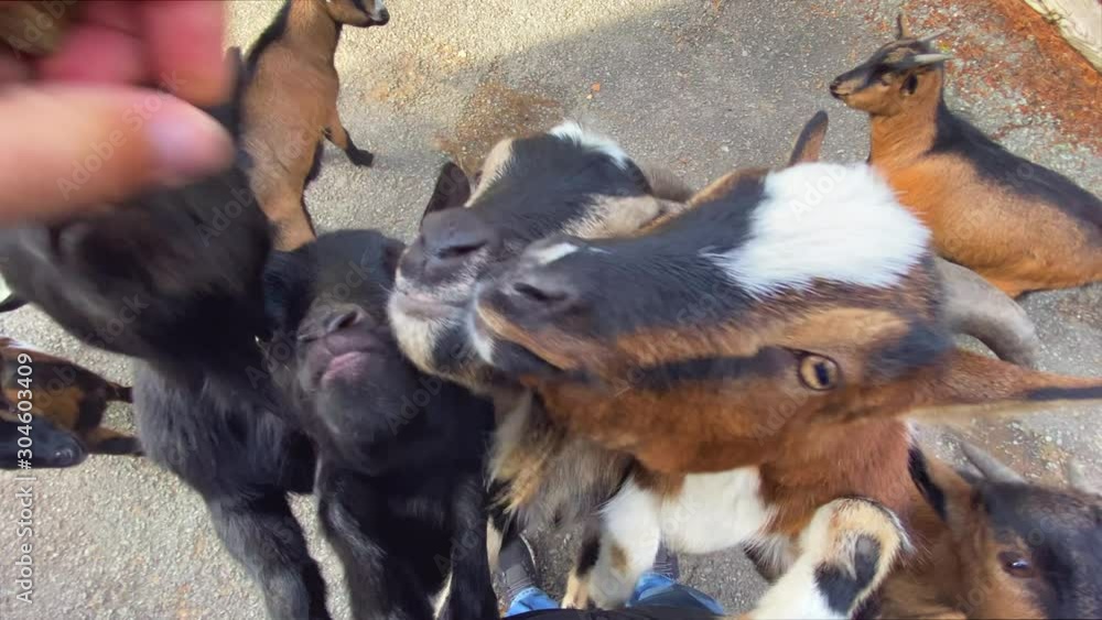 feeding of goats which greedily climb up on the man to get to the tasty food feeding of goats which greedily climb up on the man to get to the tasty food