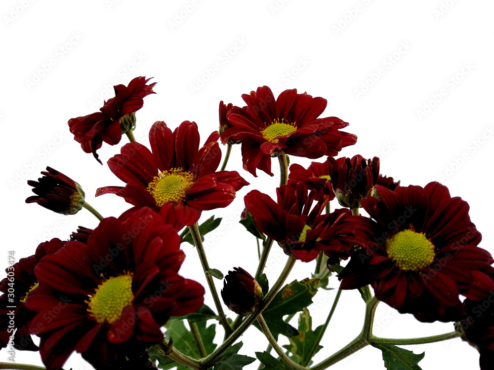 Gerbera or Dahlia flower for flower frame or other decoration. Red flower on white background. Seruni or Chrysanthemum flower isolated on white background. Gerbera or Dahlia flower for flower frame or other decoration. Red flower on white background. Seruni or Chrysanthemum flower isolated on white background.